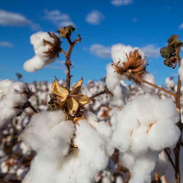Baumwollpflanzen an einem Sommertag beim blauem Himmel. Baumwolle ist reif für die Ernte