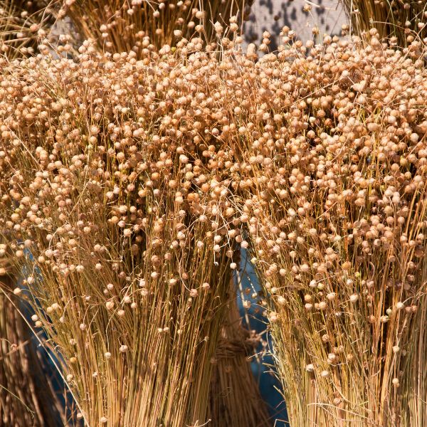 Eigenschaften und Herstellung von Leinen