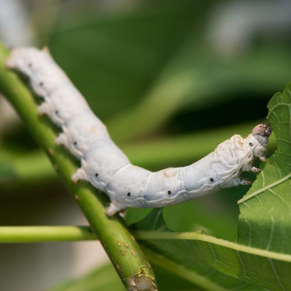 Herstellung von Seide und das Tierleid dahinter. Deshalb ist Seide nicht vegan