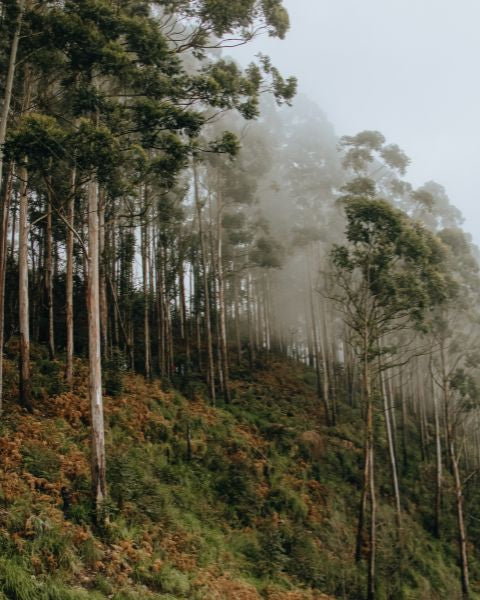 Herstellung und Eigenschaften von Viskose